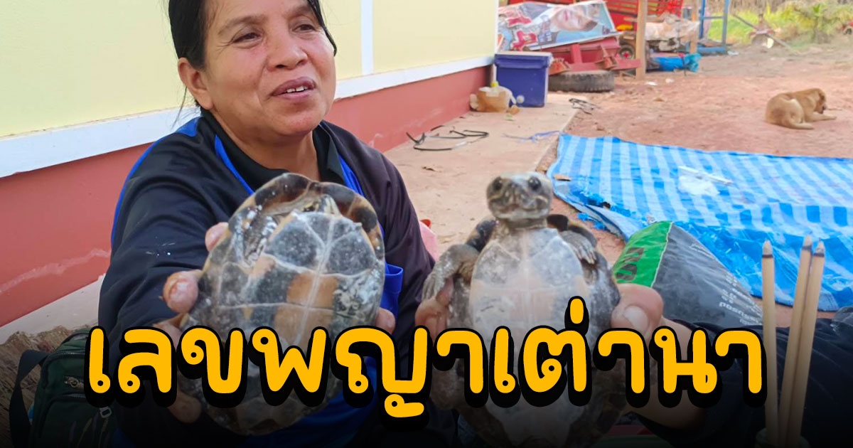 ชาวบ้านขอโชคลาภกับพญาเต่านาเพื่อเสี่ยงดวงวันหวยออกที่จะถึงนี้