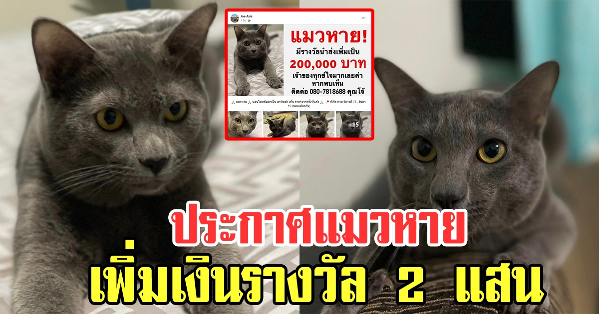 เจ้าของทุกข์ใจ แมวหาย ประกาศเพิ่มเงินรางวัลเป็น 2 แสนบาท