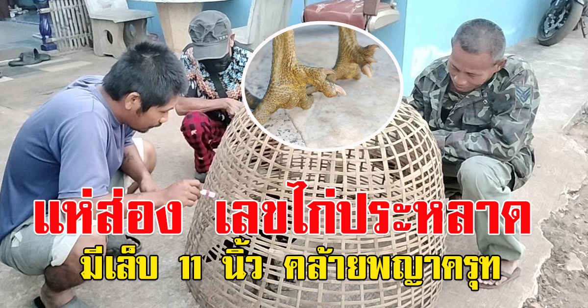 ชาวบ้าน แห่ส่อง เลข ไก่ มีเล็บ 11 นิ้ว คล้ายพญาครุฑ