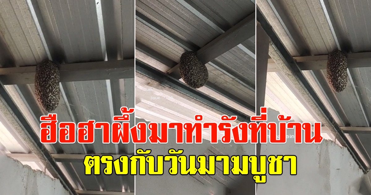 ผึ้งมาทำรังที่บ้าน ตรงกับวัน มาฆบูชา เจ้าของบ้านบอกบ้านเลขที่ไม่มีกั๊ก
