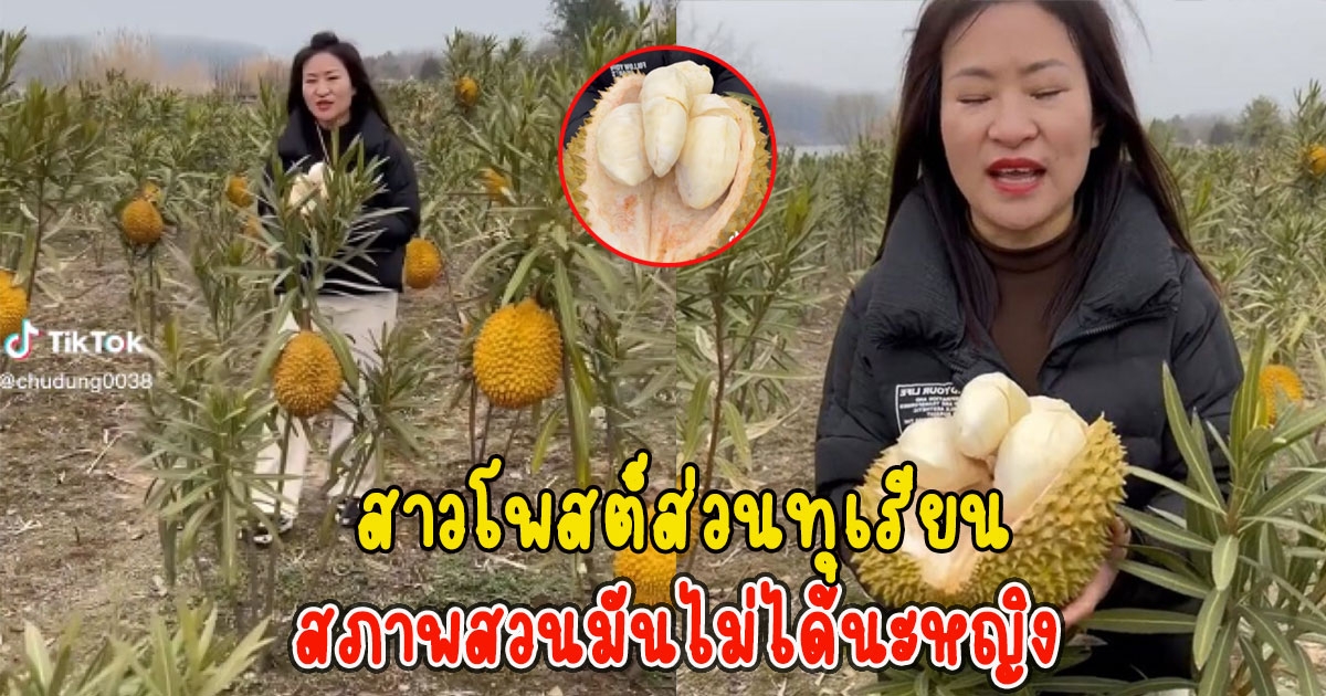 คนไทยแห่คอมเมนต์ สาวโพสต์ส่วนทุเรียน แต่สภาพสวนมันไม่ได้นะหญิง