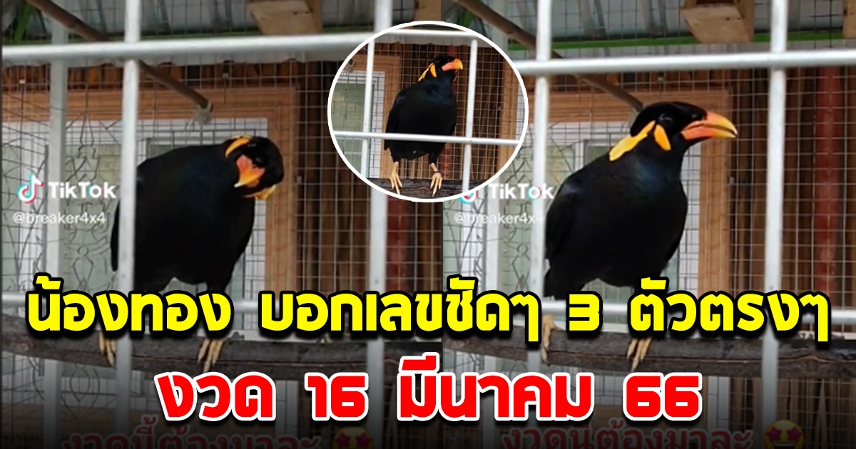 น้องทอง นกขุนทองแสนรู้ ให้เลขมาชัดๆ 3 ตัวตรง วันบุญใหญ่ 16 มีนาคม 66