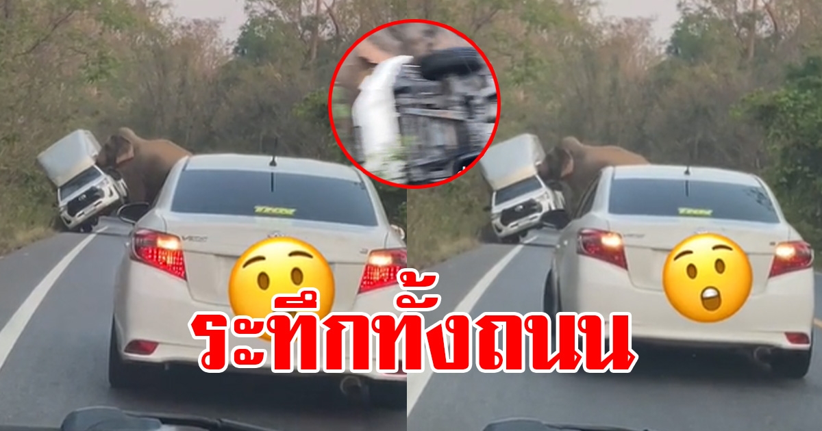 สาวขับเก๋งเห็นช้าง กำลังงัดรถกระบะบนถนน ร้องลั่นเดี๋ยวตามคนมาช่วยนะ