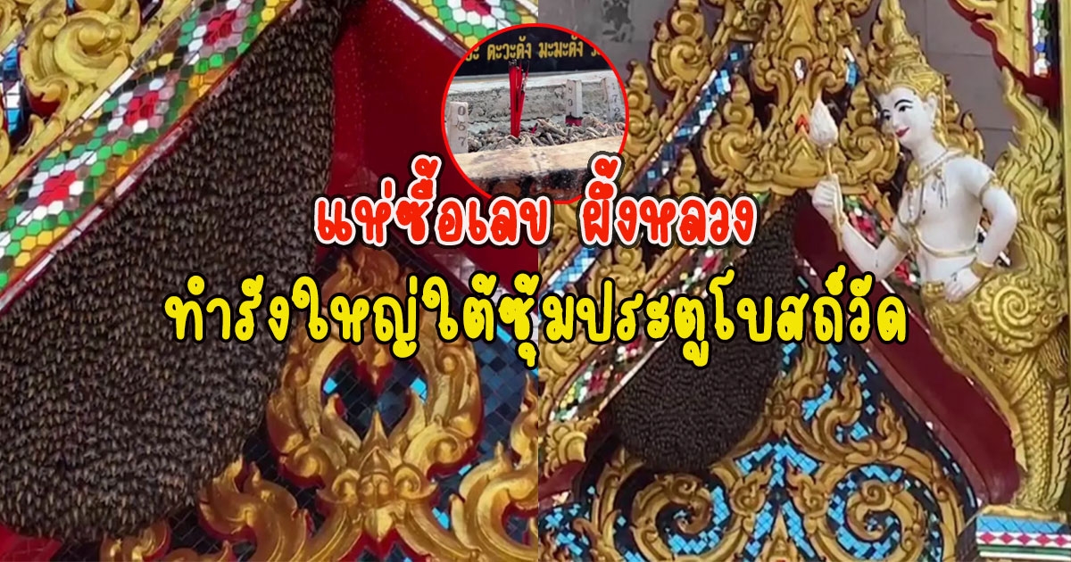 แห่ซื้อเลข ผึ้งหลวงทำรังใหญ่ใต้ซุ้มประตูโบสถ์วัด