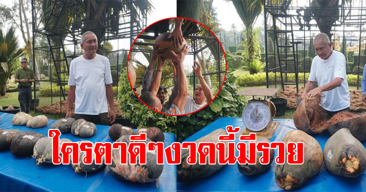 ชาวบ้านแห่ส่อง มะพร้าวแปลกสวนนงนุช ในรอบ 7 ปี