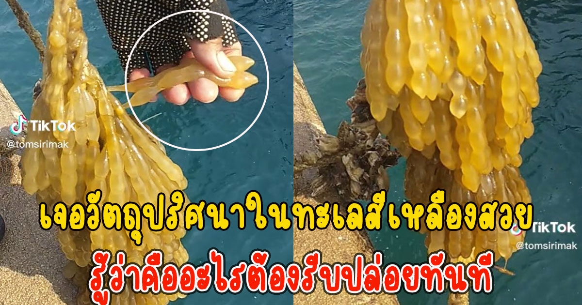 ชาวประมง เจอวัตถุปริศนาในทะเลสีเหลืองสวย รู้ว่าคืออะไรต้องรีบปล่อยทันที