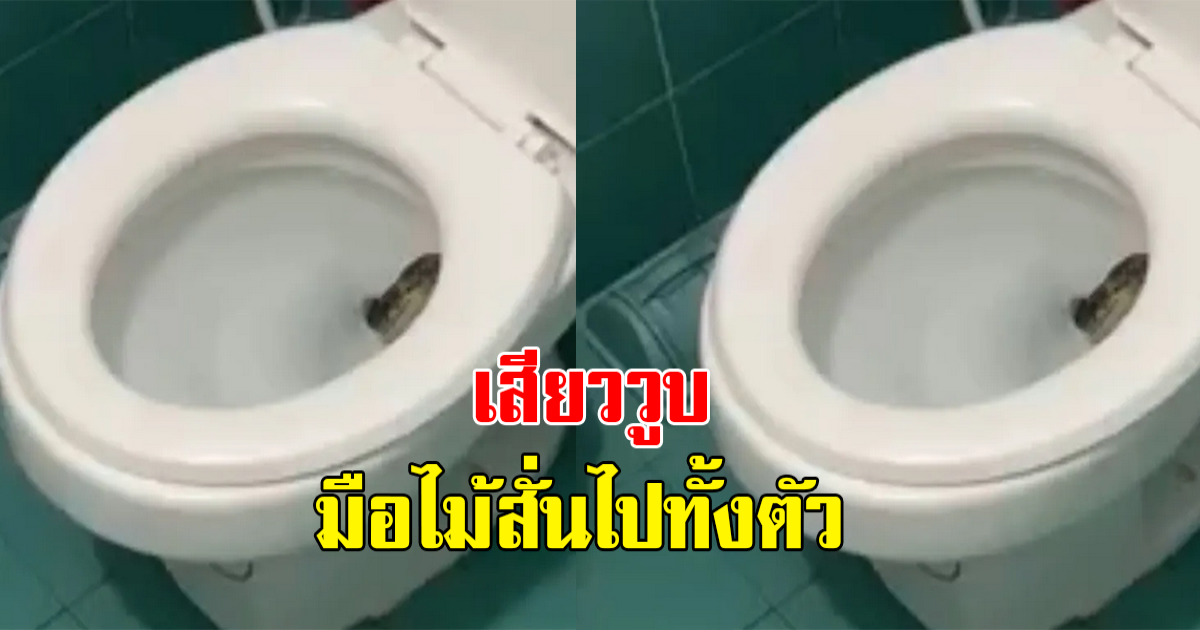 เจ้าของบ้าน นั่งปลดทุกข์ ก่อนสะดุดตาไปเห็น อะไรแปลกๆในชักโครก