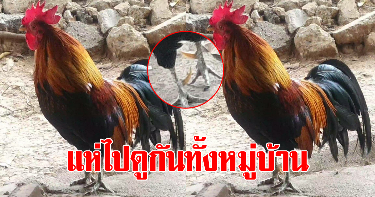 ชาวบ้านฮือฮาพากันไปดู ไก่แจ้ป่า แปลกประหลาด อยู่ในบ้าน