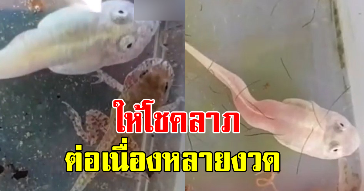 ชาวบ้านแห่ พากันไปดู ลูกอ๊อดประหลาด หลังหนุ่มได้เลี้ยงมาเป็นปีๆ