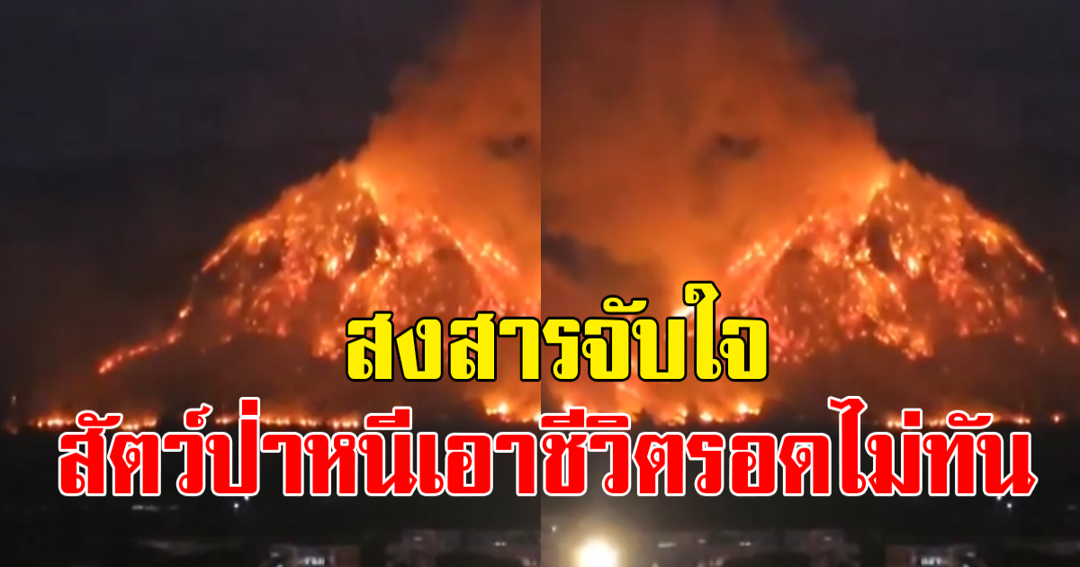 เขาแหลม นครนายก ไฟป่าลุกโชน สัตว์ป่าหนีเอาชีวิตรอดไม่ทัน หลังไฟลุกลามเกินควบคุม