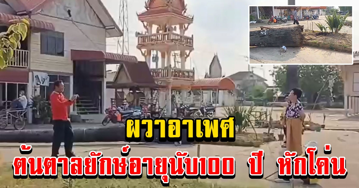 ผวาเกิดอาเพศต้นตาลยักษ์อายุนับ100 ปี หักโค่นลงเสียงดังสนั่น หลังชาวบ้านพากันขับไล่เจ้าอาวาสดังสาวสองพ้นวัด
