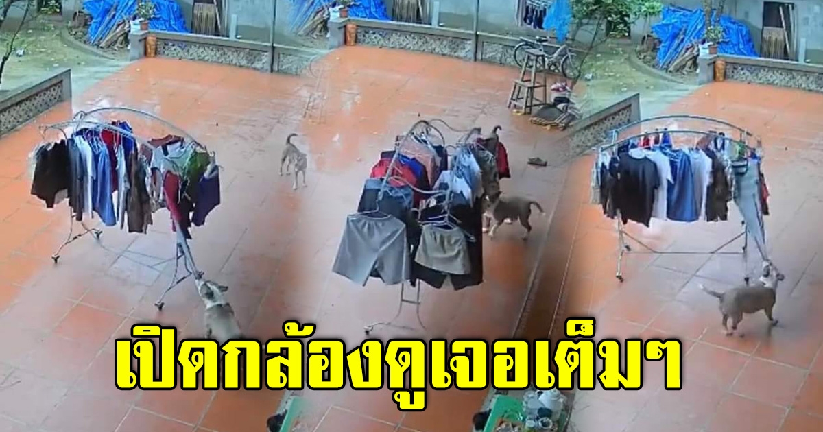 สาวแปลกใจ ฝนตกตากผ้าทิ้งไว้ แต่กลับไม่เปียกสักตัว ก่อนเปิดกล้องดู