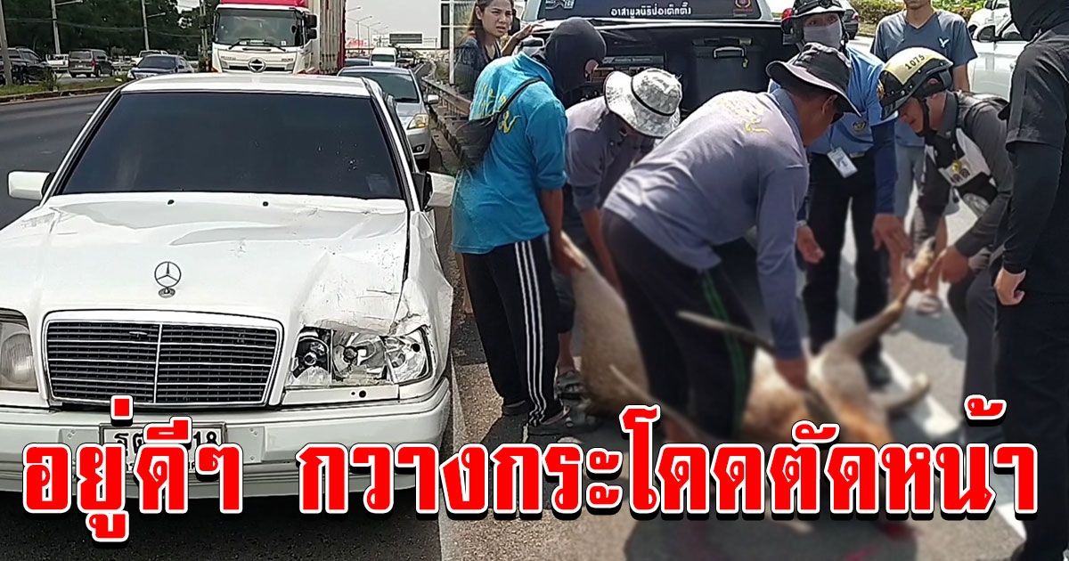 ชายวัย 55 ปี ขับเบนซ์เข้ากรุงอยู่ดีๆ กวางกระโดดข้ามเลน ตัดหน้าถูกชนรถพังยับ