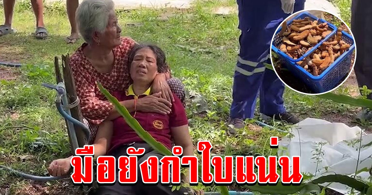 ยาย 76 ยึดอาชีพปีนเก็บมะขาม ร่วงตกพื้นดับสลดลำพัง มือยังกำใบแน่น สามีเผยห้ามแล้วไม่ฟัง สุดท้ายมาพลาดจนได้