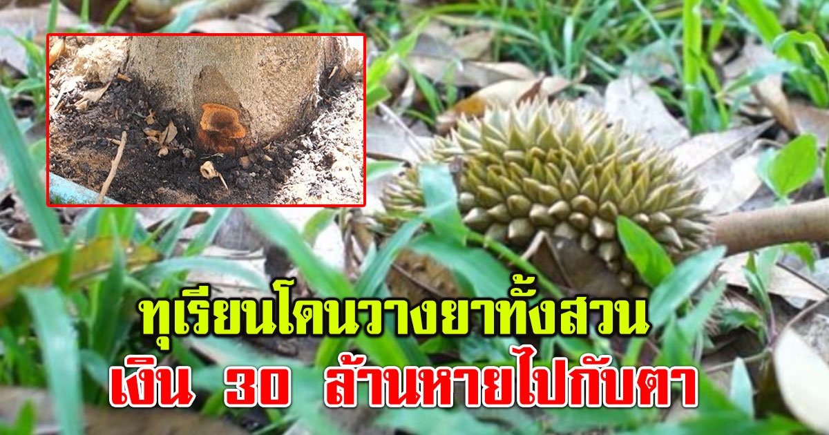 เจ้าของสวนน้ำตาไหล ต้นทุเรียนถูกวางยาทั้งสวน เงิน 30 ล้านหายไปกับตา