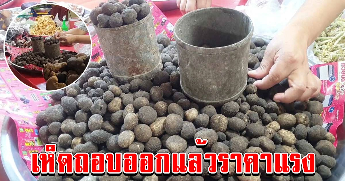ชาวบ้านท่าวังทอง เข้าป่าเก็บเห็ดถอบมาขาย สูงสุดกก.ละ 1,000