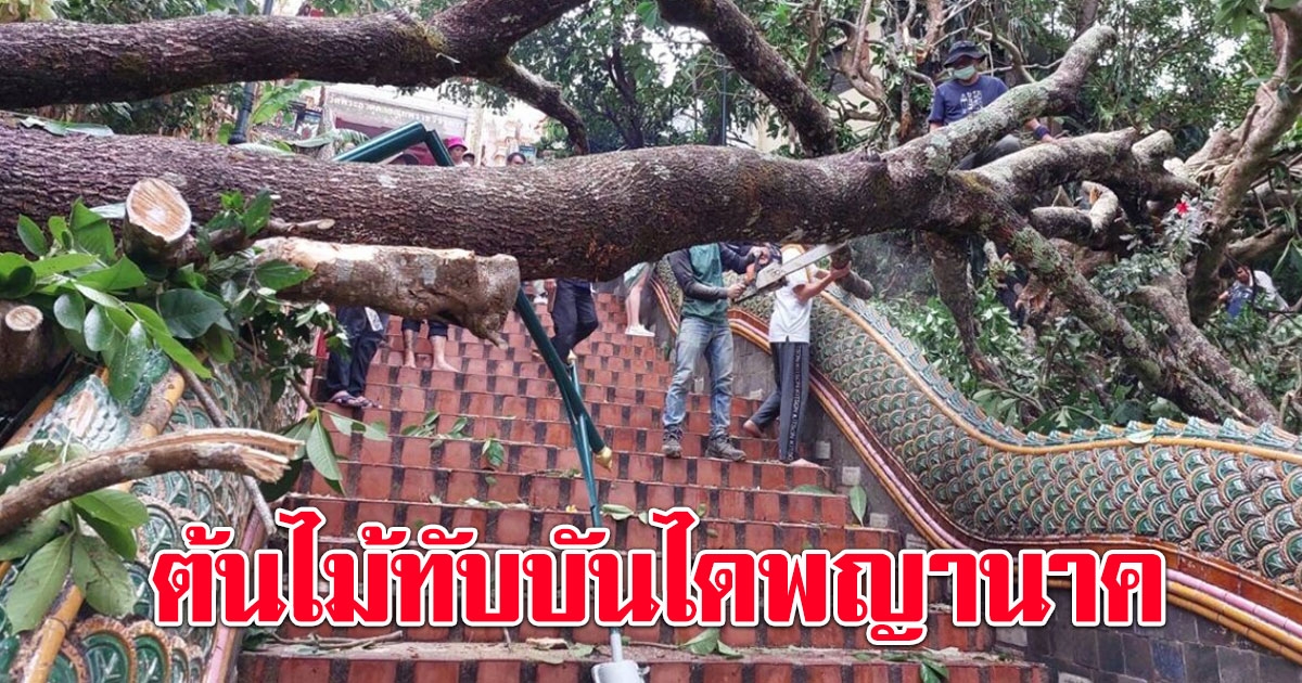 ชาวบ้านระทึก พายุซัดต้นไม้ใหญ่3คนโอบ โค่นลงมาทับ บันไดนาค วัดพระธาตุดอยสุเทพ