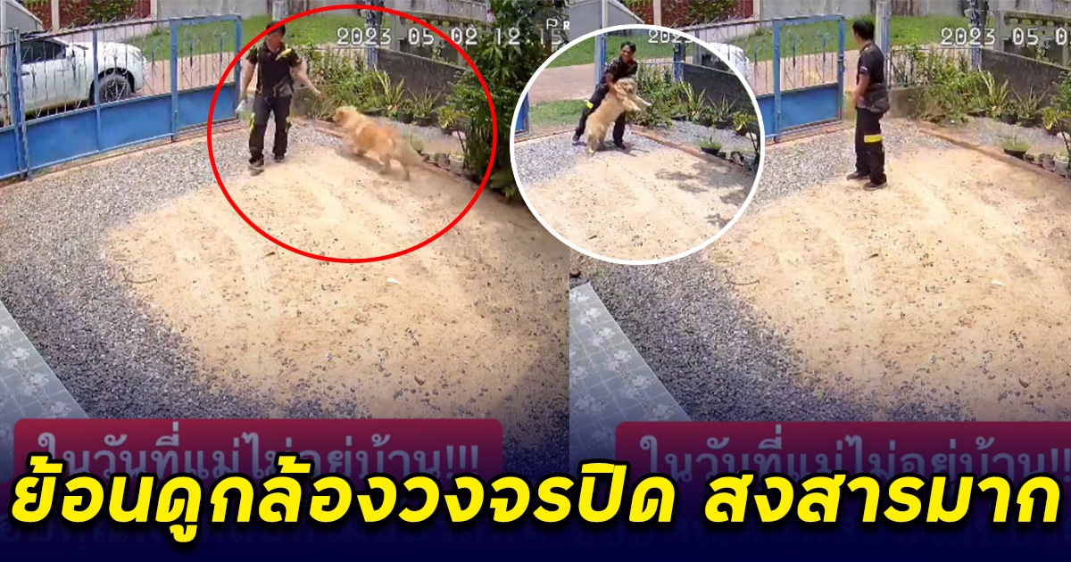 พนักงานมาส่งของ ในวันที่เจ้าของบ้านไม่อยู่ ย้อนดูกล้องวงจรปิด สงสารมาก