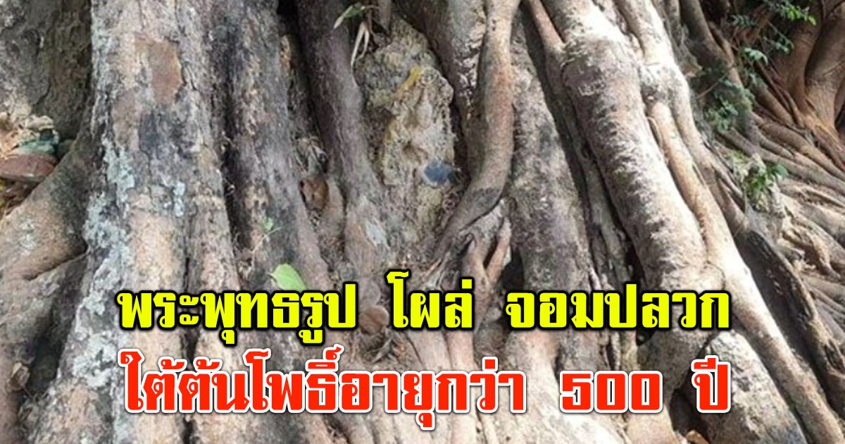 ชาวบ้านฮือฮา พระพุทธรูป โผล่ จอมปลวก ใต้ต้นโพธิ์อายุกว่า 500 ปี