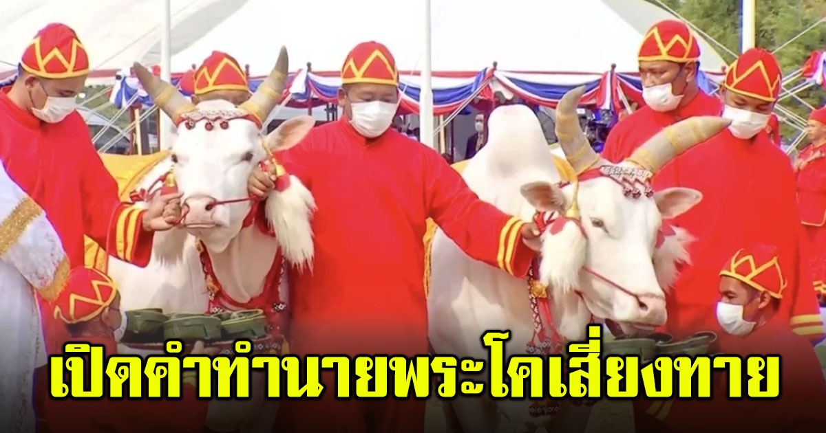 วันพืชมงคล 2566 เปิดคำทำนาย พระโคเสี่ยงทาย กินหญ้า-เหล้า