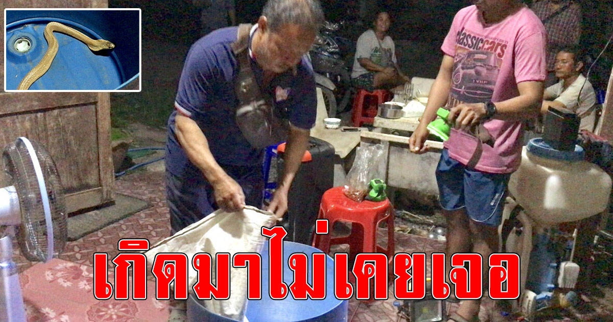 ฮือฮา ชาวบ้านบอกเกิดมาไม่เคยเจอ งูเห่าสีทองอร่าม โทรเรียกพวก ช่วยจับใส่กระสอบกลับบ้าน