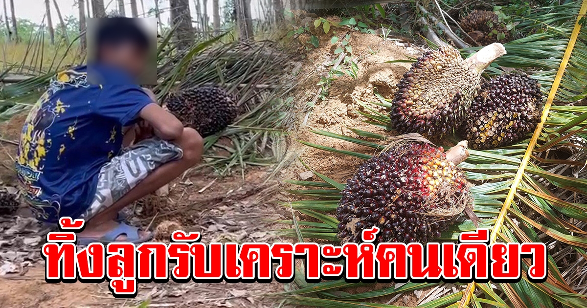 สองพ่อลูก ถูกจับได้หลังขโมยปาล์ม พ่อรีบเผ่นหนี ทิ้งลูกชายรับเคราะห์คนเดียว