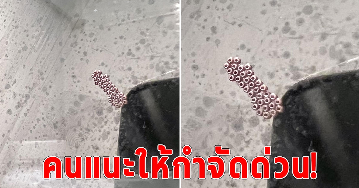 เจ้าของบ้านโพสต์ถาม เจอเม็ดปริศนาสีชมพูเกาะในครัว แถมนับได้ 35 เม็ดคืออะไร ชาวเน็ตแนะนำให้รีบกำจัดด่วน