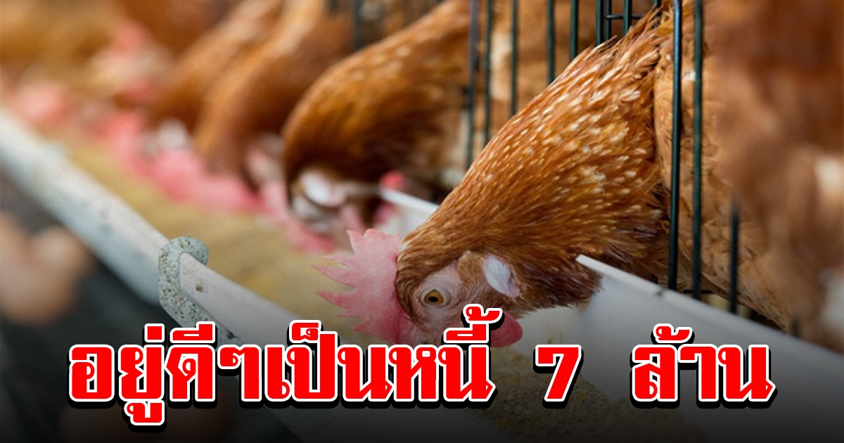 สองสามีภรรยา เป็นตัวแทนขายอาหารไก่ บริษัทชื่อดัง แต่จู่ๆ กลายเป็นหนี้ 7 ล้าน