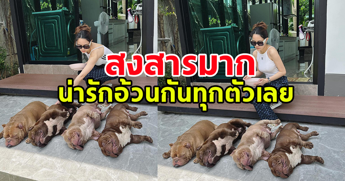 เจ้าของสุนัข โพสต์เศร้า แอร์ที่บ้านดับ สุนัข ร้อนจัด ขาดอากาศหายใจจากไปพร้อมกัน 4 ตัว