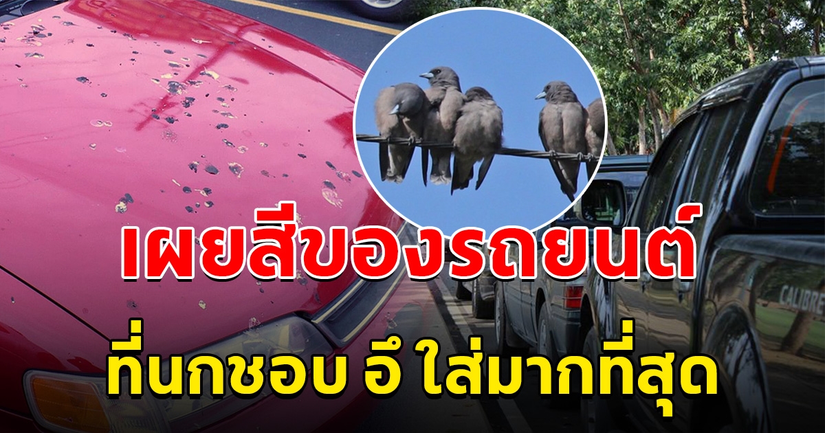 เปิดผลสำรวจ เผยสีของรถยนต์ ที่นกชอบอึใส่มากที่สุด