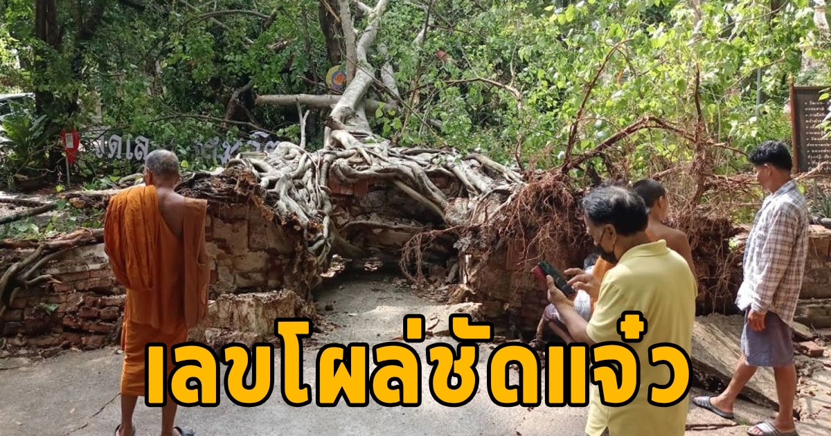 พายุฝนถล่มประตูกาลเวลาปรกโพธิ์ 153 ปี ล้มโค่น เลขโผล่ชัดแจ๋ว