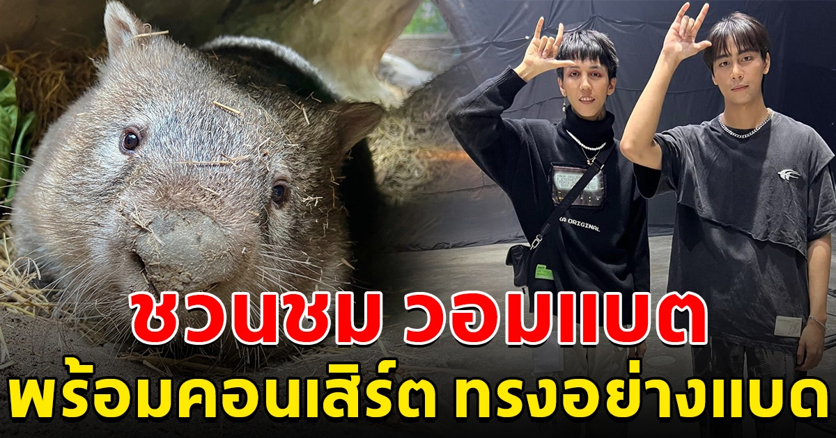 หาดูยาก สวนสัตว์เปิดเขาเขียว ชวนชม วอมแบต พร้อมคอนเสิร์ต ทรงอย่างแบด