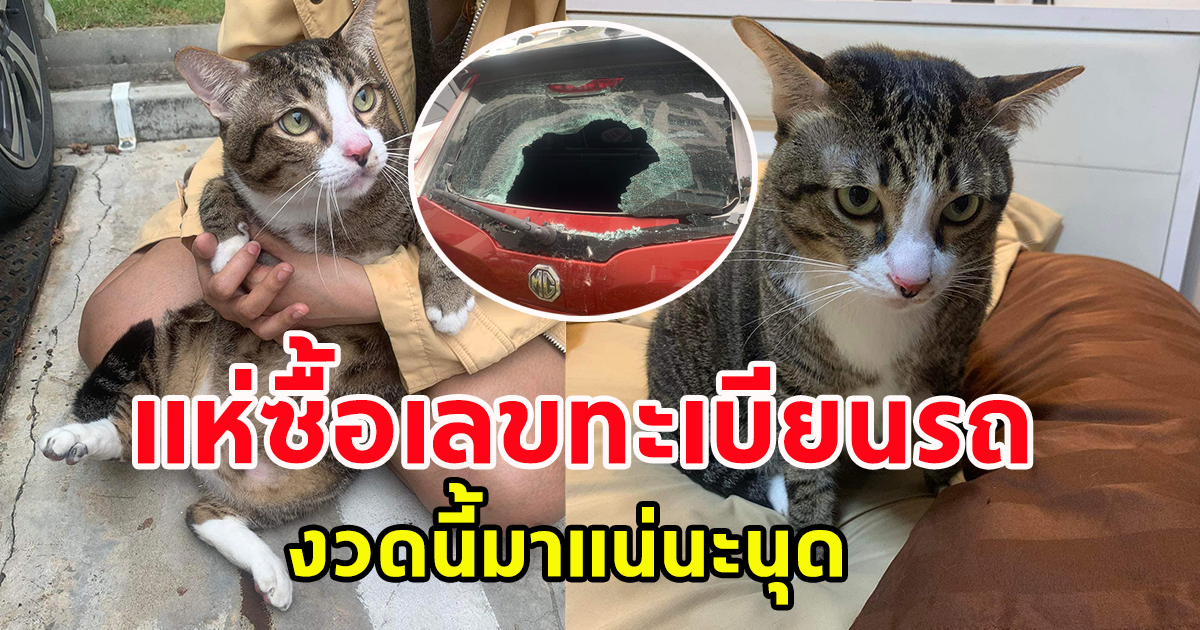 แห่ซื้อทะเบียนรถ เจ้าเหมียว 8 โลกว่า ตกใส่รถเก๋ง