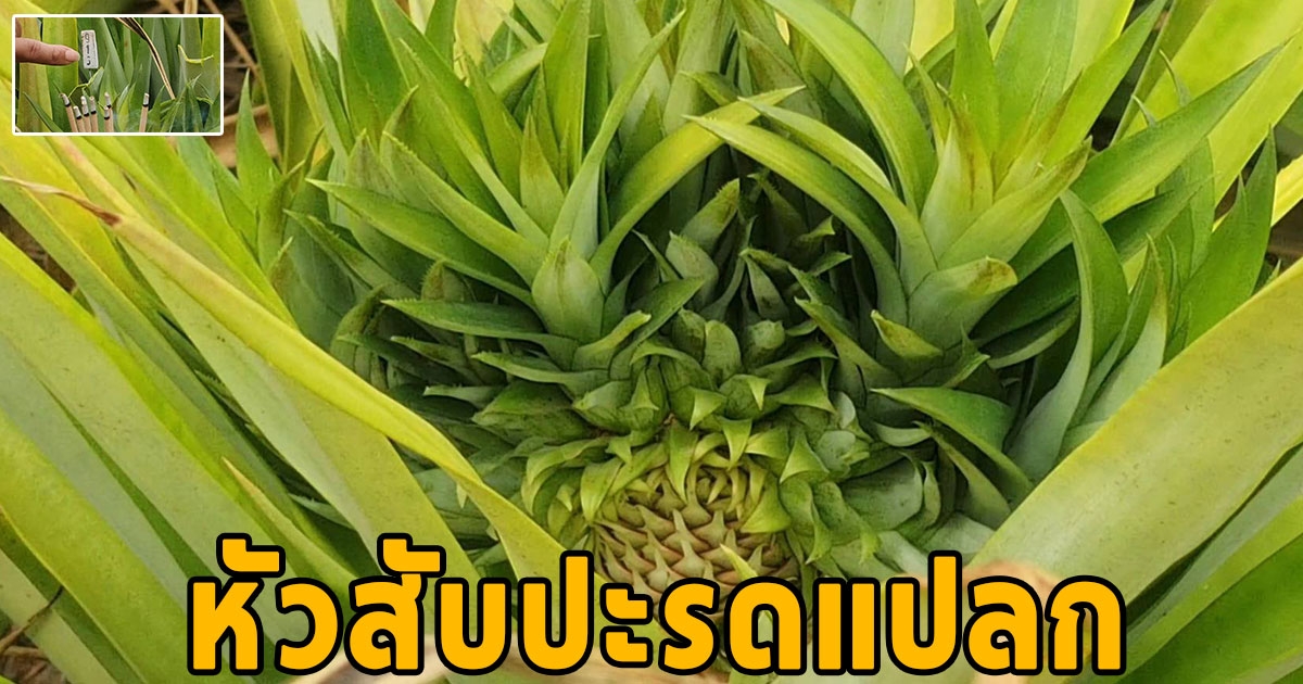 แห่ส่องเลข หัวสับปะรดแปลก ออกหน่อแทงจุก ซ้อนสองชั้น กว่า10 จุก