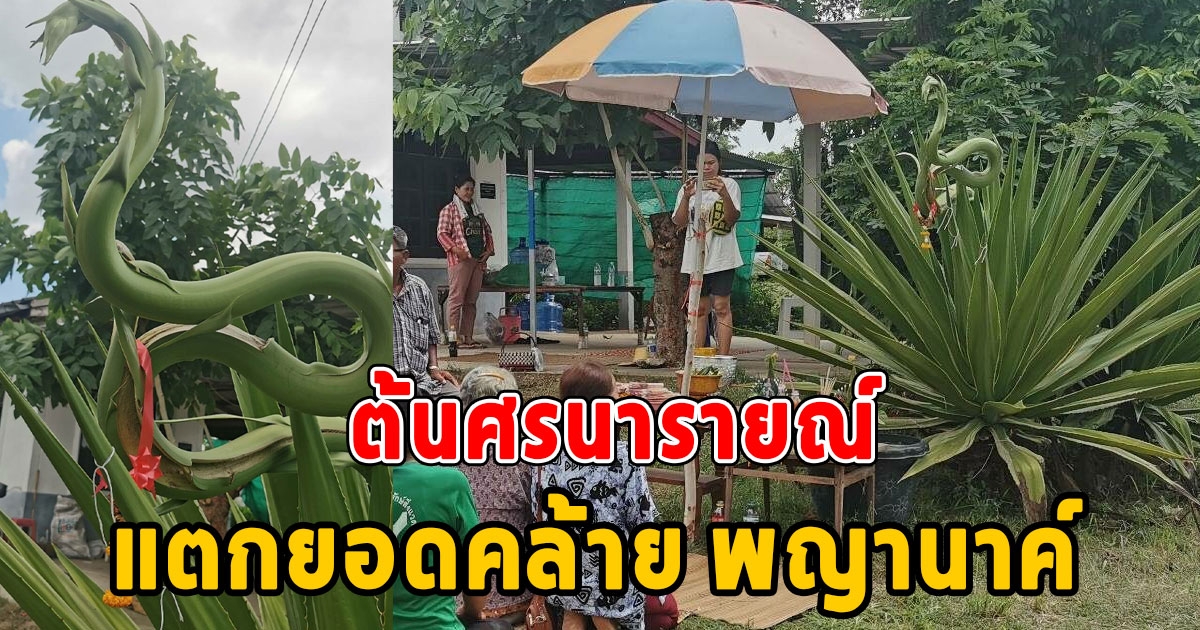 ต้นศรนารายณ์ แตกยอดคล้ายพญานาค ชาวบ้านแห่ส่องเลข เผย ลูกสะใภ้ที่เสียชีวิตปลูกเอาไว้