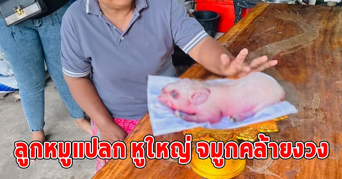 ชาวบ้านแห่มุงดู ลูกหมูแปลก หูใหญ่ จมูกคล้ายงวง เชื่อพระพิฆเนศ จุดธูปได้เลขสวย