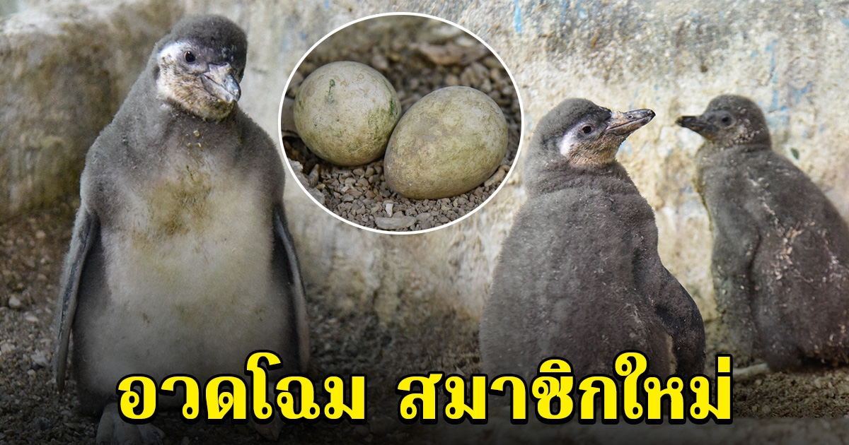 อวดโฉม สมาชิกใหม่ ลูกนกเพนกวิน ฉลองครบรอบ 45 ปี สวนสัตว์เปิดเขาเขียว