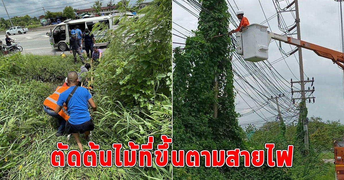 สลด ลูกจ้างการไฟฟ้าตัดต้นไม้ที่ขึ้นตามสายไฟถูกไฟช็อกตกลงมาเสียชีวิต