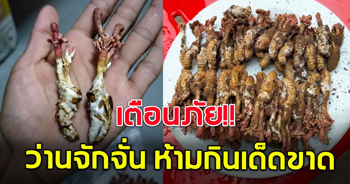 อ.เจษฎ์ เตือนภัย ว่านจักจั่น ห้ามกินเด็ดขาด