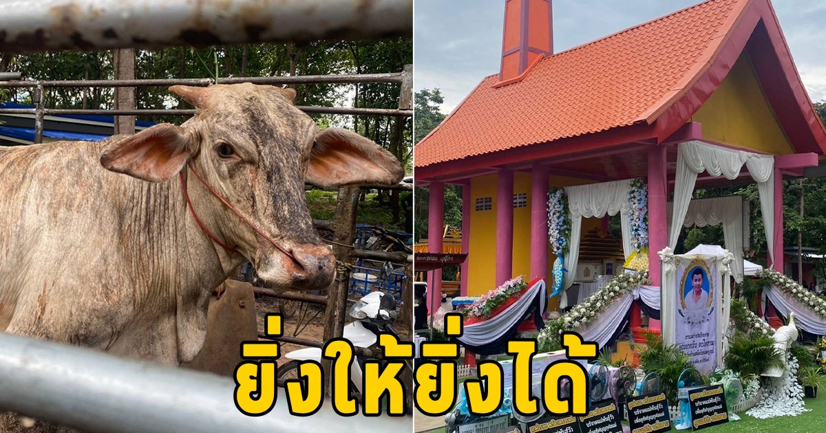 สาธุบุญ แม่บอกก่อนสิ้นใจ ยิ่งให้ยิ่งได้ งานศพของชำร่วยไม่ทิ้ง แจกวัว 5 ตัว