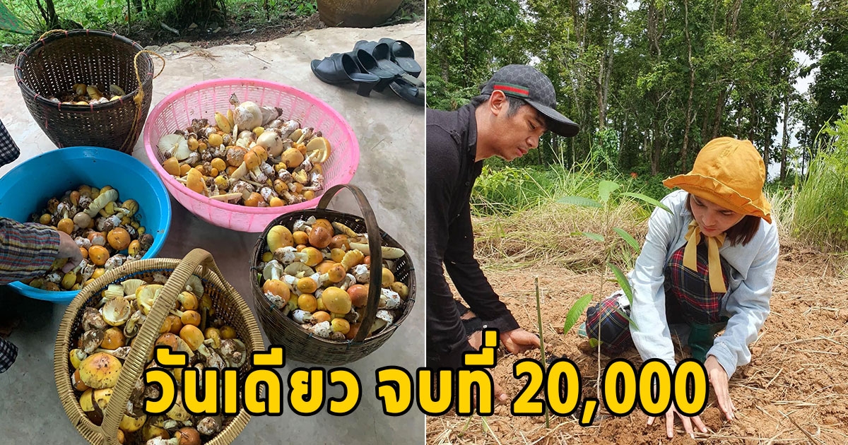 ก้อง ห้วยไร่ ขำเมีย ปลูกต้นยางนา จนเห็นราคาเห็ดล่าสุด ขำ ไม่ออกทันที