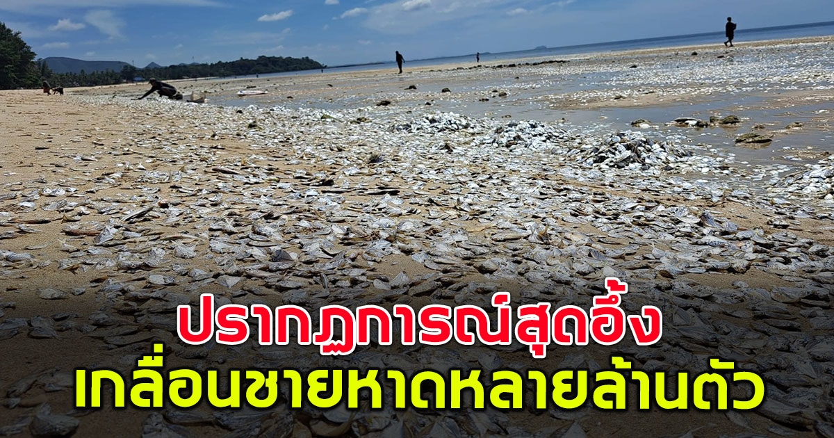 ปรากฏการณ์สุดอึ้ง ปลาลอยเกยตื้น เกลื่อนชายหาดหลายล้านตัว