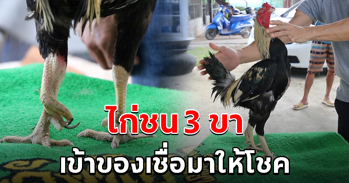 ฮือฮา ไก่ชน 3 ขา เจ้าของฟาร์มเชื่อมาให้โชค