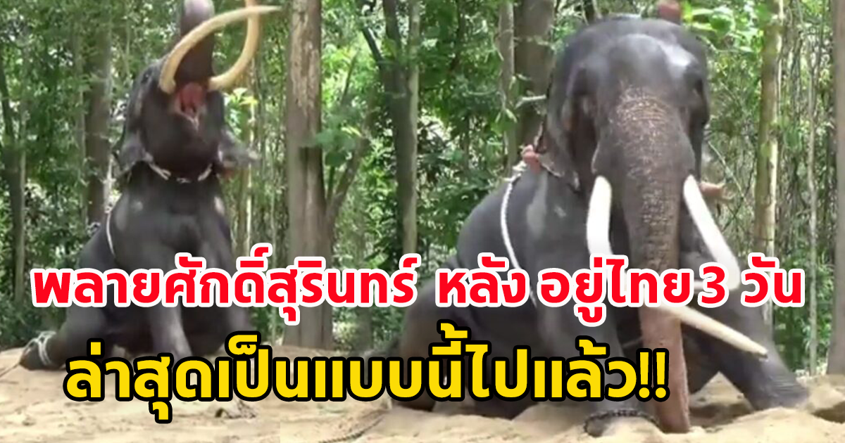 เปิดภาพ พลายศักดิ์สุรินทร์ หลัง อยู่ไทย 3 วัน