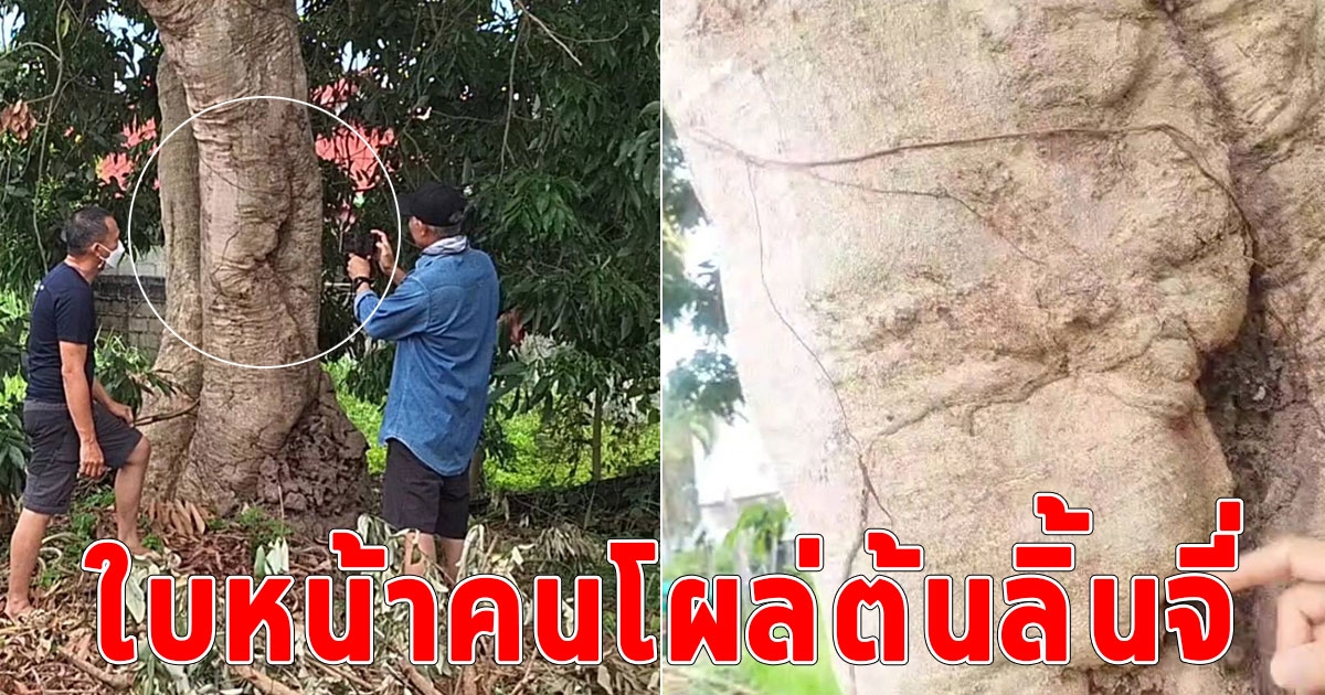 พบใบหน้าคนโผล่ต้นลิ้นจี่ อายุกว่า 50 ปี แห่แซวแก้มตุ่ยเชียว