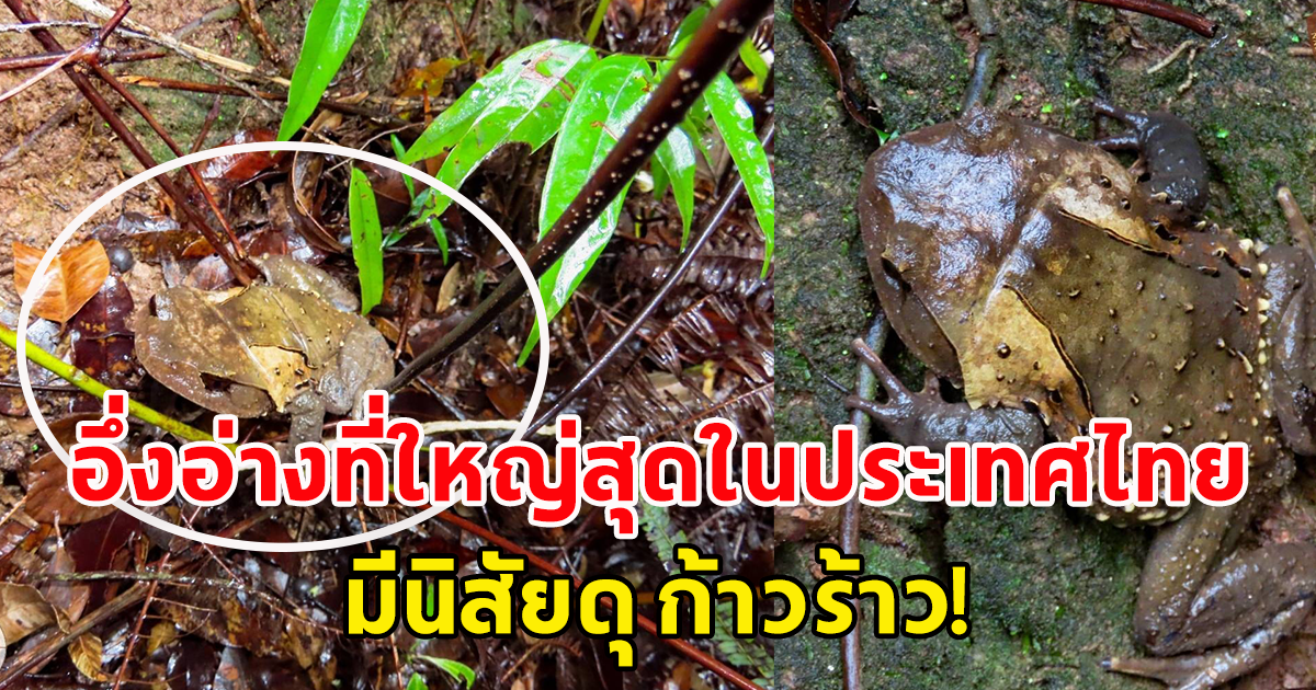 กรมอุทยาน เผยภาพ อึ่งอ่างที่ใหญ่สุดในประเทศไทย มีนิสัย ดุ ก้าวร้าว