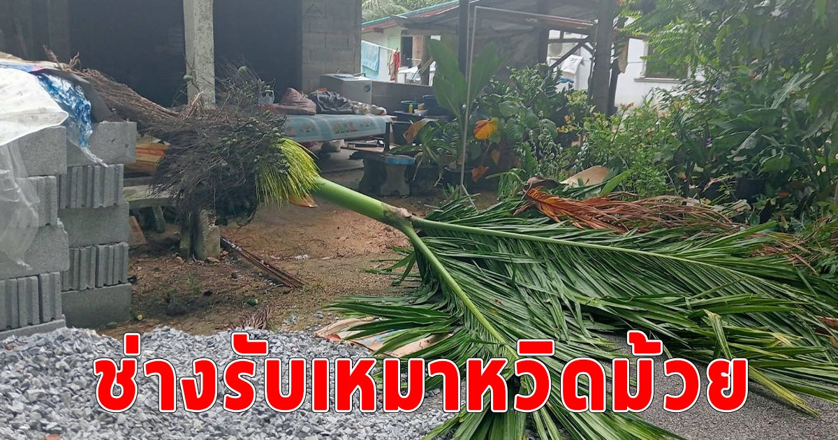 ลมหัวด้วน พัดโค่นต้นหมากสูง 10 เมตร ฟาดบ้าน ทำช่างรับเหมาหวิดม้วย