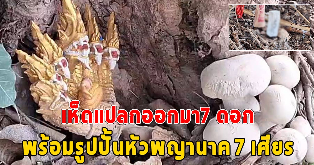 ชาวบ้านแห่จุดธูปขอโชคเห็ดแปลกออกมา7 ดอกพร้อมรูปปั้นหัวพญานาค 7 เศียร