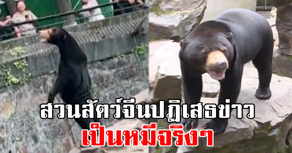 หมีจริงๆ สวนสัตว์จีนปฏิเสธ หลังโซเชี่ยลจับผิดใช้คนสวมชุด