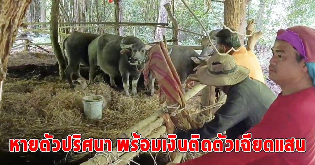 ลุงเลี้ยงควายหายตัวปริศนากลางป่าพันไร่ พร้อมเงินติดตัวเฉียดแสน ชาวบ้านเร่งค้นหา